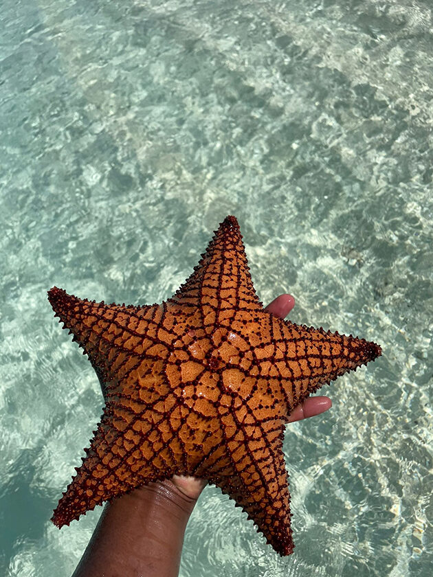 starfish